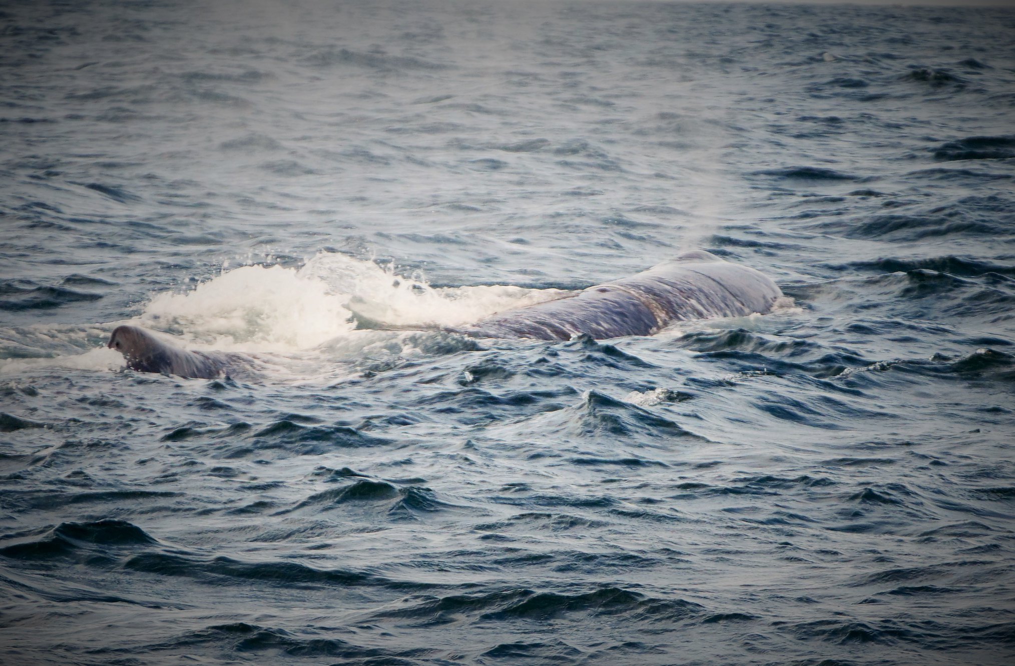 Listen: Sperm whales’ echolocation sounds are much more than just underwater clicks 1
