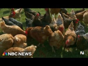 CDC Confirms First Case Of Severe Bird Flu In Louisiana 10