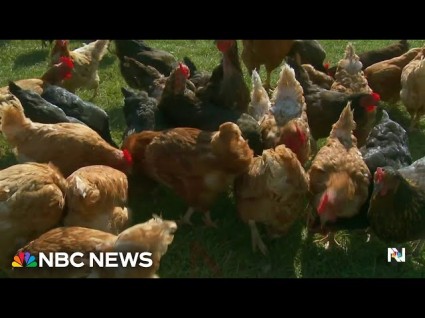 CDC Confirms First Case Of Severe Bird Flu In Louisiana 4