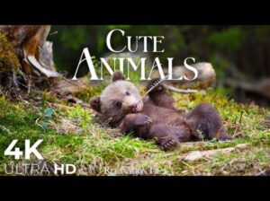 Friday Night Soother 9