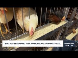 Kennedy Wants To Let Avian Flu Run Wild. What Could Go Wrong? 9