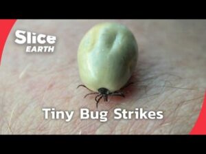 Worsening Climate Change Driving Spread Of Lyme Disease 10
