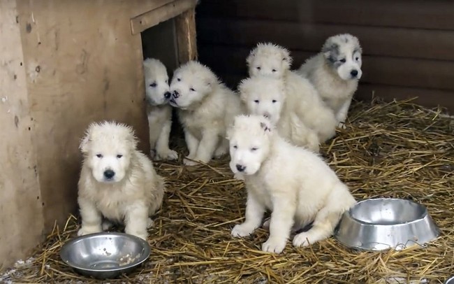 Banning Pet Sales 1