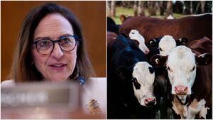 GOP Senator Breaks With Trump Over Plan To Import Argentine Beef 3